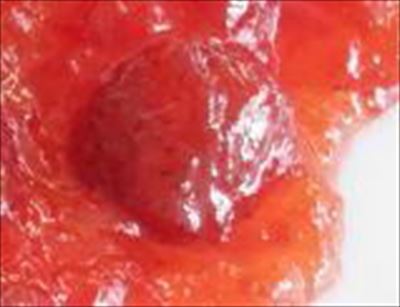 タカ フォルテ 粒まる九州いちご　１Ｋg×６