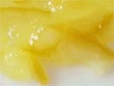 タカ フォルテ レモンマーマレード　１Ｋg×６